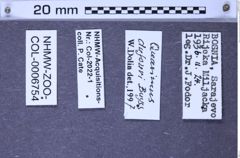 Etiketten zu Zorochros dufouri synonym of dermestoides? (Buysson, 1896) (NHMW-ZOO-COL-0006754)